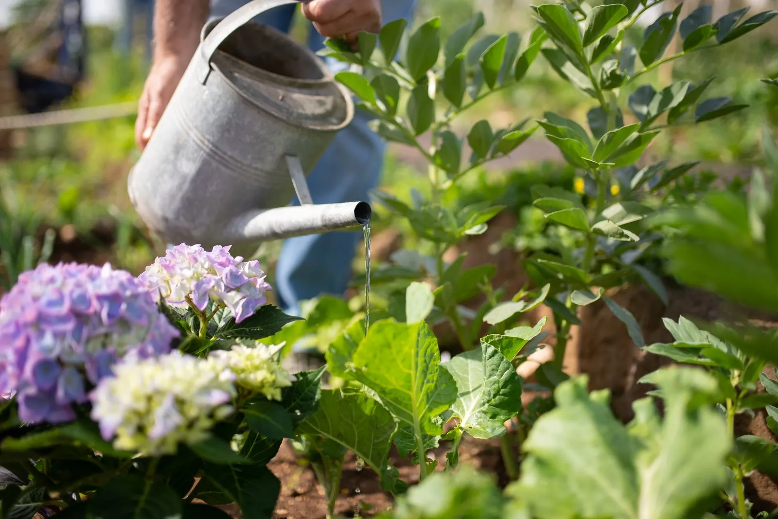 How to Identify Common Garden Pests in Dallas