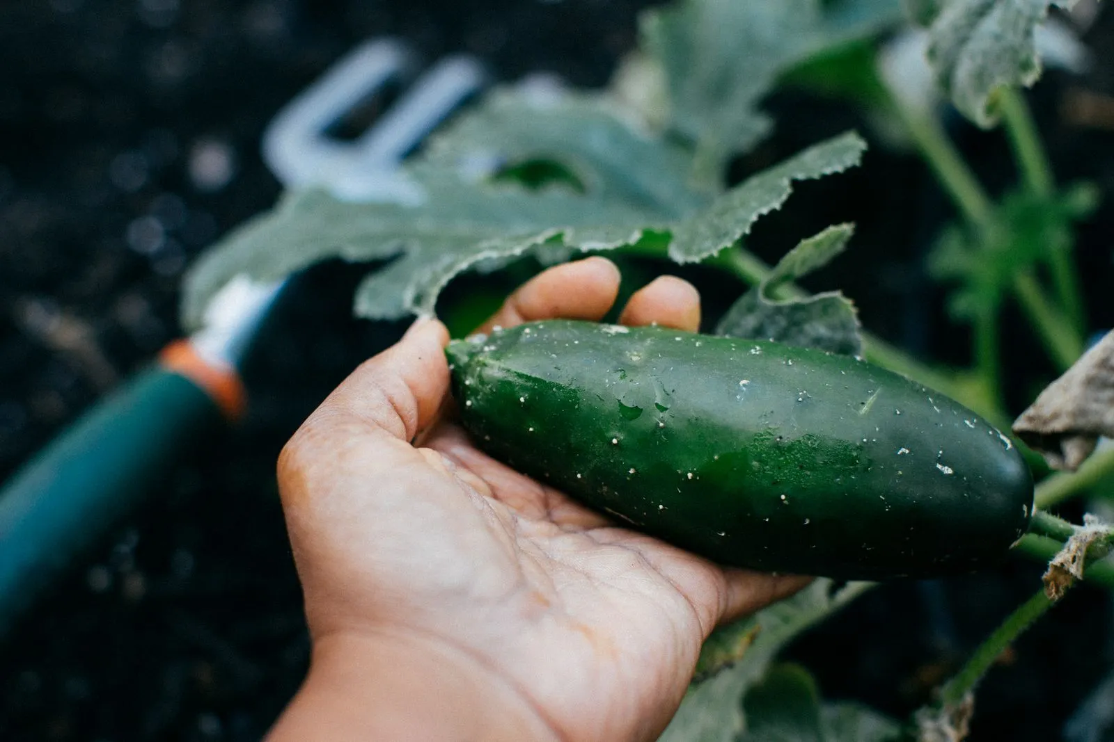 Why Beneficial Insects Matter in Your Garden